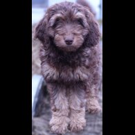 Labradoodle