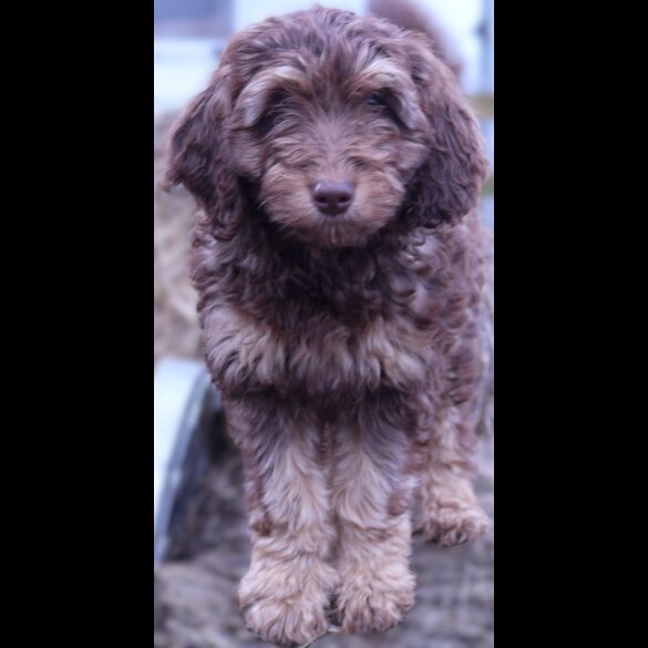 Labradoodle