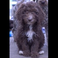 Labradoodle