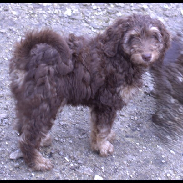 Labradoodle