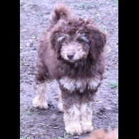 Labradoodle