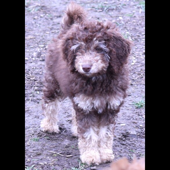 Labradoodle