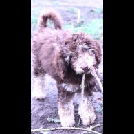 Labradoodle