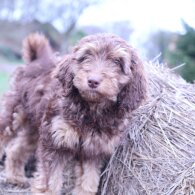 Labradoodle