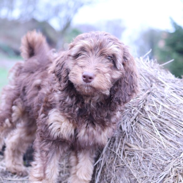 Labradoodle