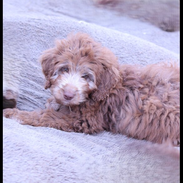 Labradoodle