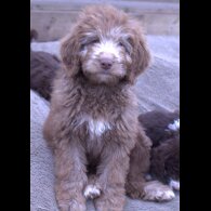Labradoodle