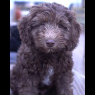 Labradoodle