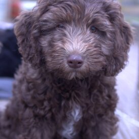 Labradoodle