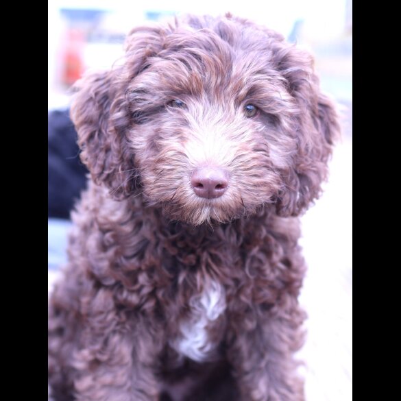 Labradoodle