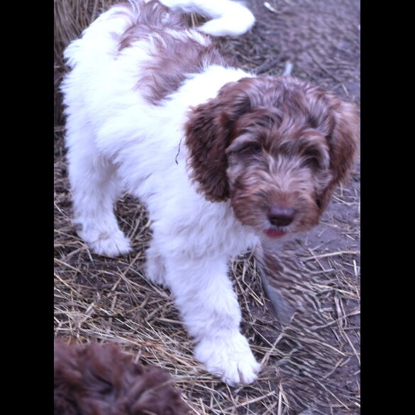 Labradoodle