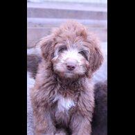 Labradoodle