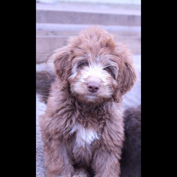Labradoodle