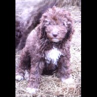 Labradoodle
