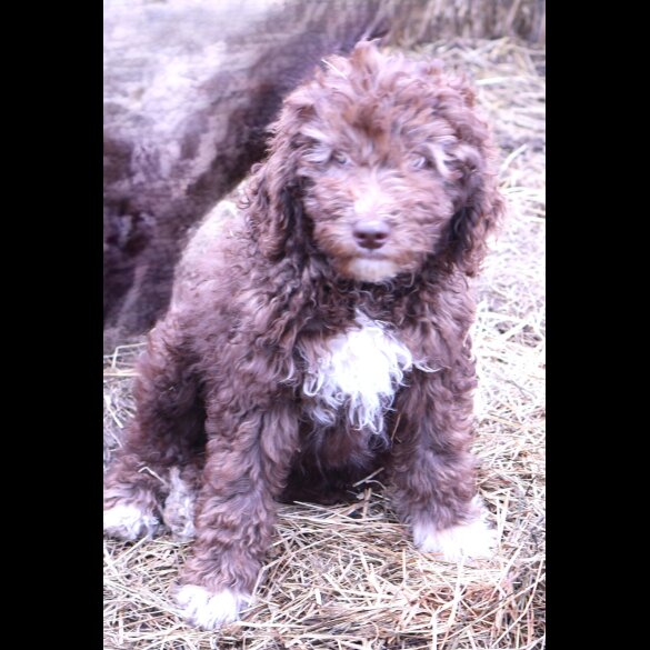 Labradoodle
