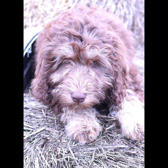 Labradoodle