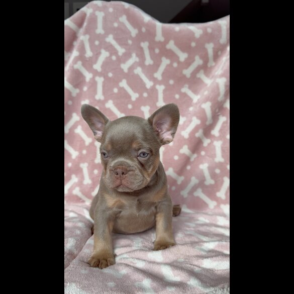 French Bulldog