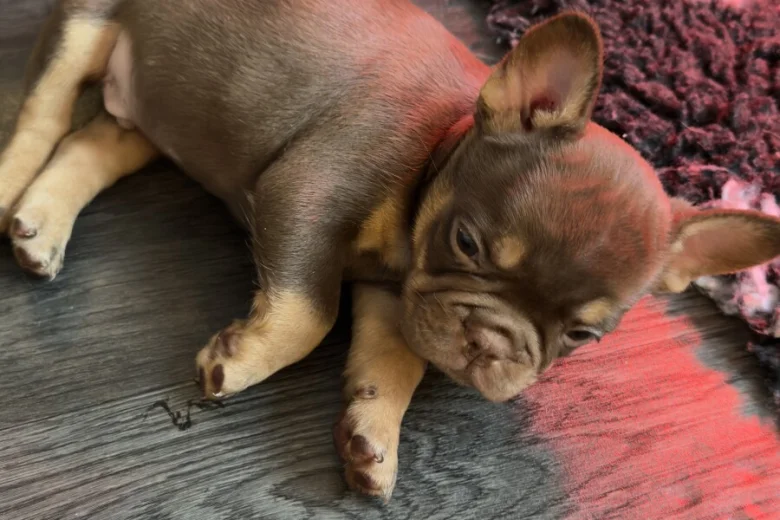 French Bulldog