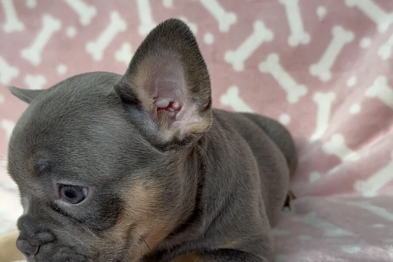 French Bulldog