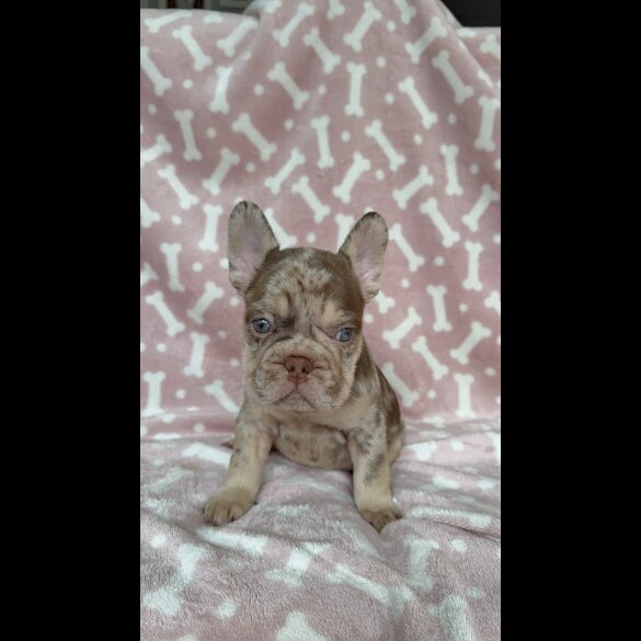 French Bulldog
