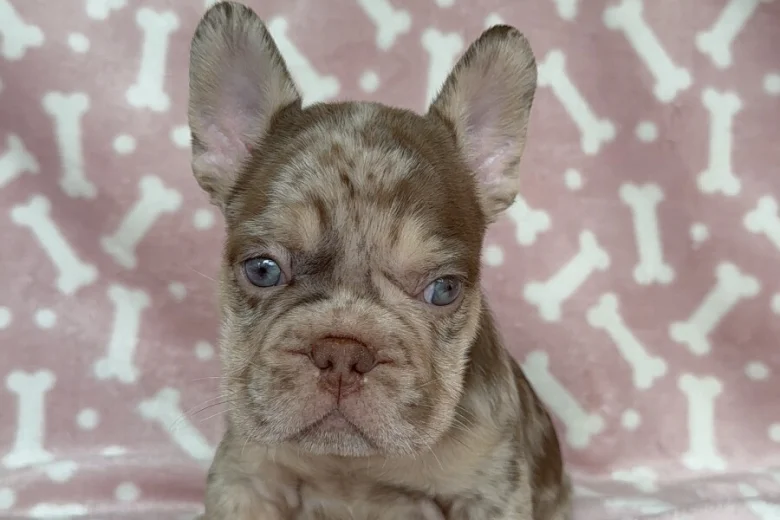 French Bulldog