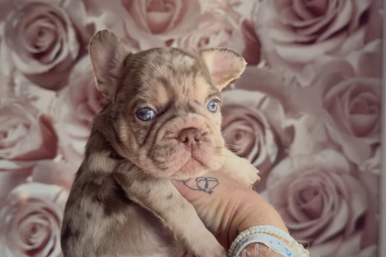 French Bulldog
