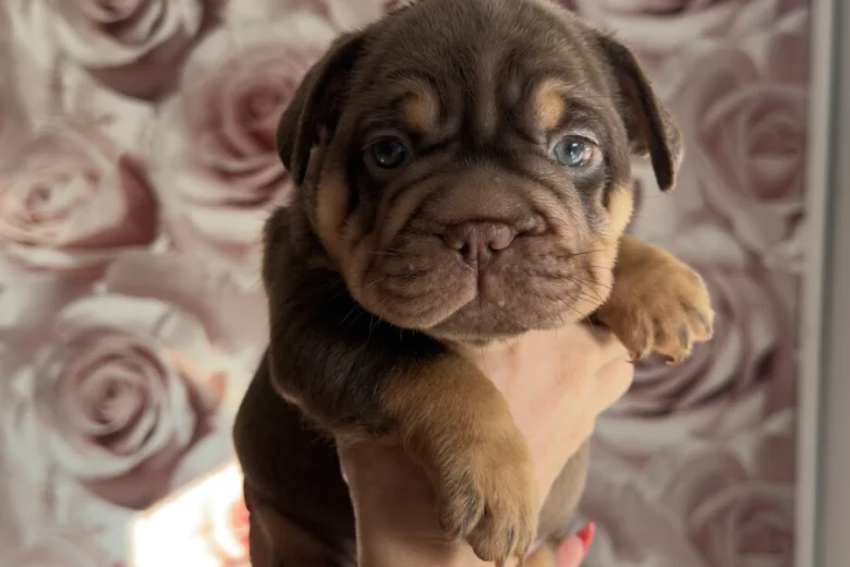 French Bulldog