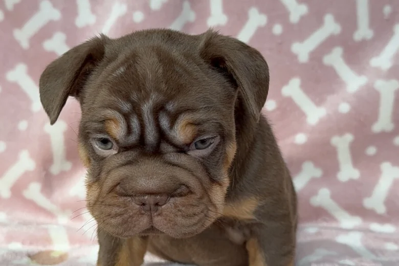 French Bulldog
