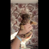 French Bulldog