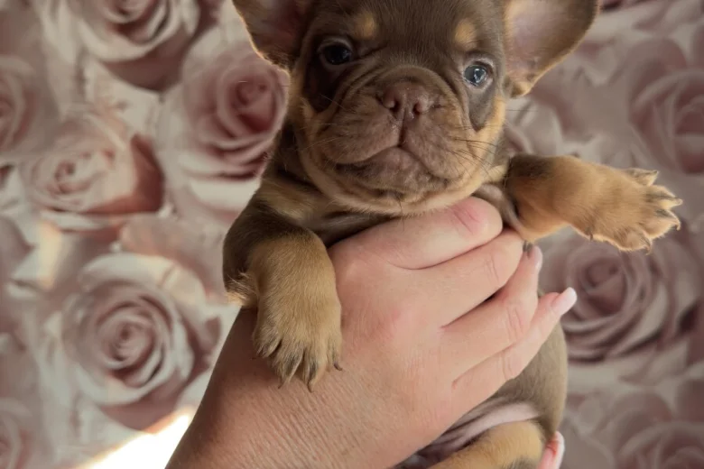 French Bulldog