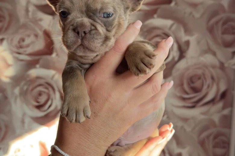 French Bulldog