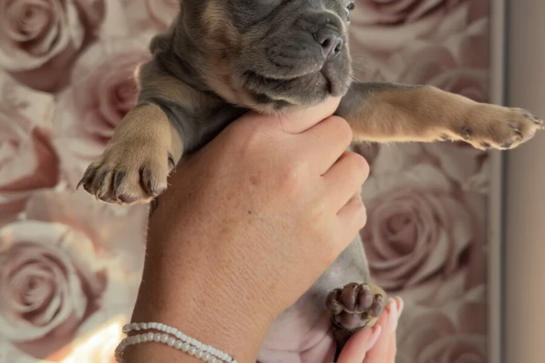 French Bulldog