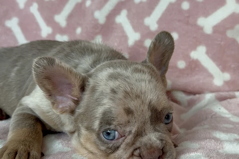 French Bulldog