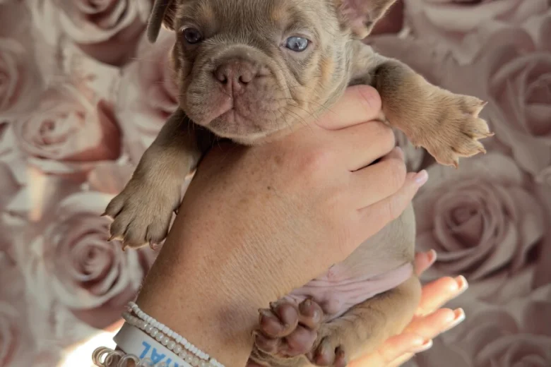 French Bulldog