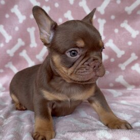 French Bulldog