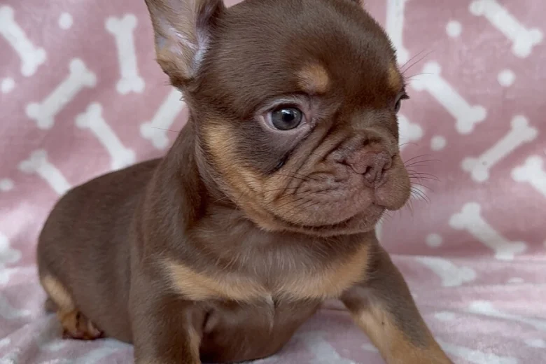 French Bulldog