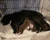 Mixed Breed
