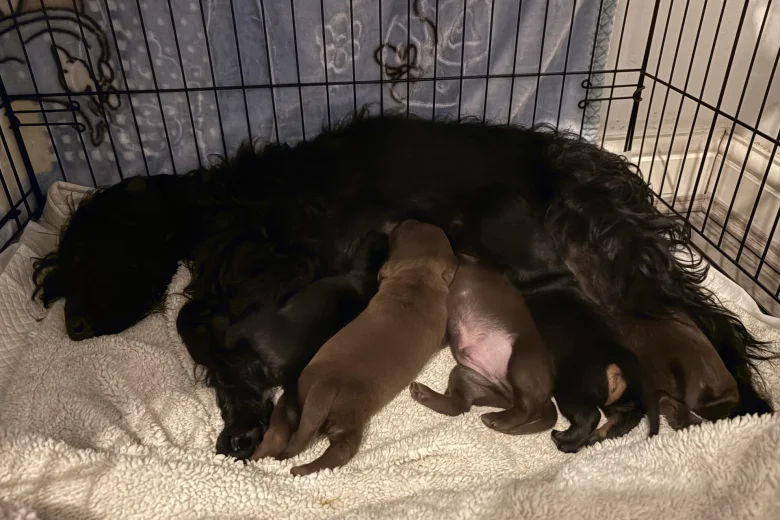 Mixed Breed