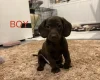 Mixed Breed