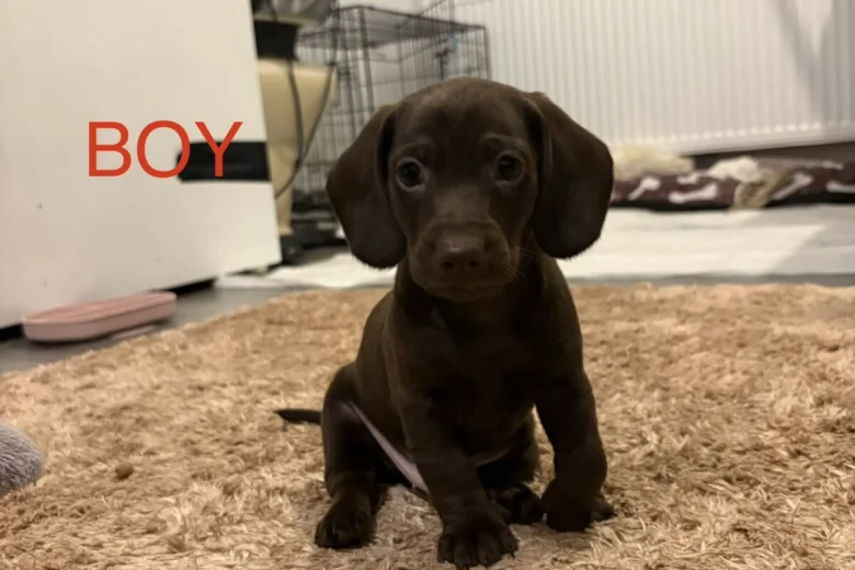 Mixed Breed