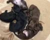 Mixed Breed