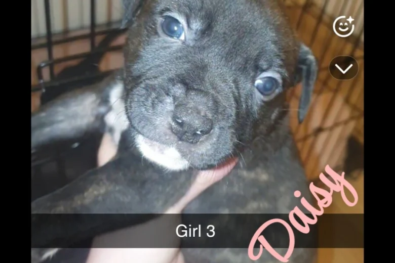 Mixed Breed