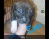 Mixed Breed