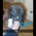 Mixed Breed