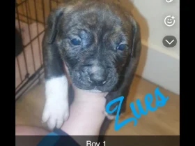 Mixed Breed