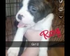 Mixed Breed