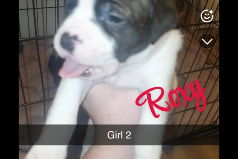 Mixed Breed