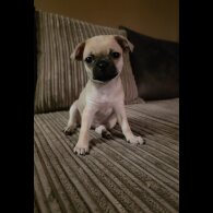 Chihuahua Smooth Coat