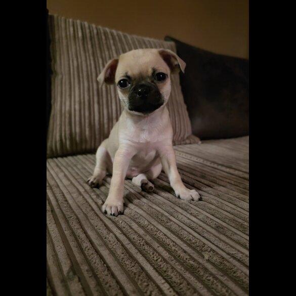 Chihuahua Smooth Coat