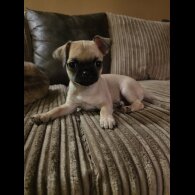 Chihuahua Smooth Coat